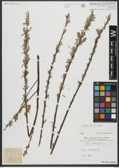 Foto von Salix viminalis L.